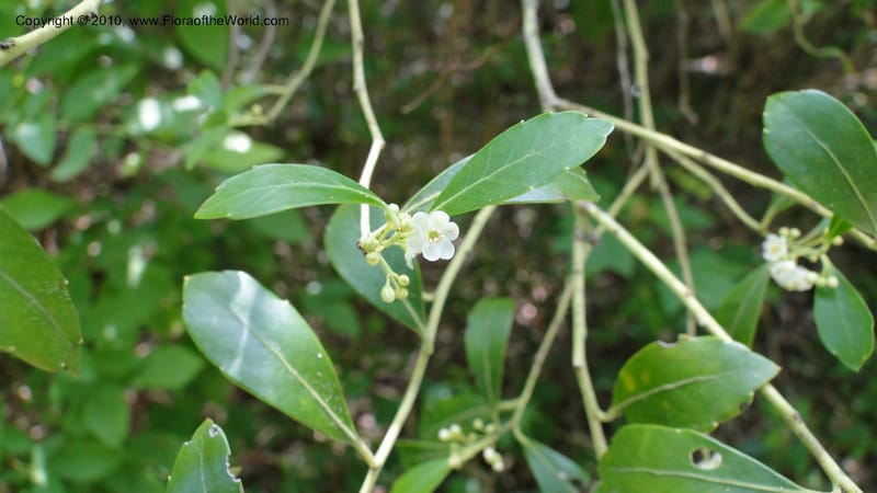Ilex glabra, Mori 27396--North Carolina. Johnson Co. Hwy 50. SE of Benson. 21 May 2010. 091 (83).jpg