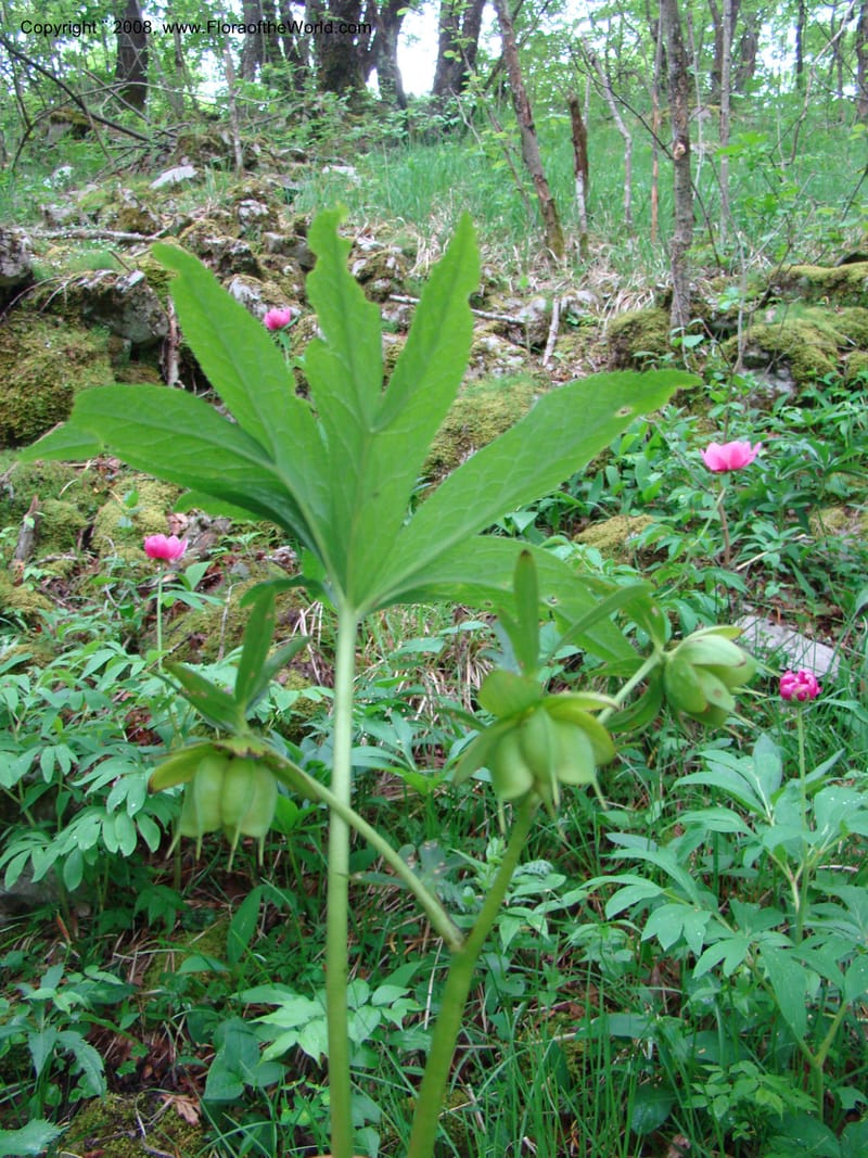 Slovenia. 3 km S of Kozina. 17 May 08. 106.jpg
