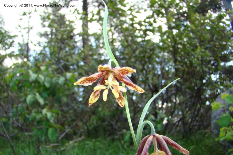 Fritillaria atropurpurea, C. Davidson 11437--Idaho. Valley Co. Payette Lake. Sylvan Beach. 7 June 2009. 020.jpg