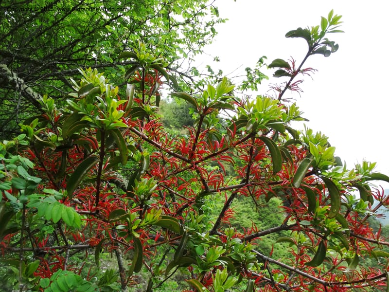 Taxillus delavayi, Boufford, D 43731--China. Sichuan. Taxillus stop. 14 May 2014. DSC06581 (44).JPG