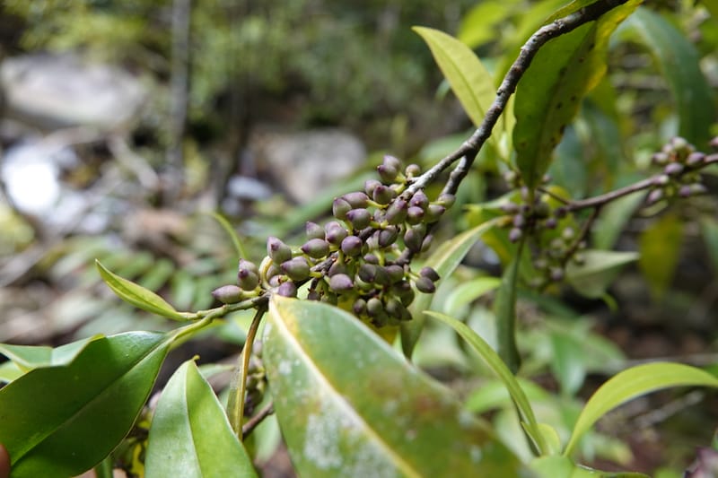 Rapanea faberi, D. Boufford 44108--China. Yunnan. Lao jun Shan. 30 Apr 2018. DSC00424 (303).JPG