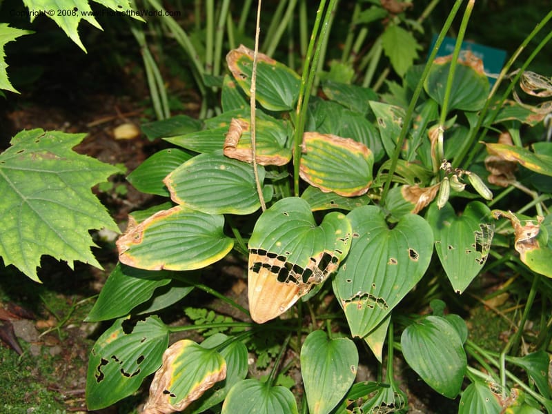 Hosta capitata, 8.80-48--France. Paris. Jardin des Plantes. 4 Sep 07. 120.jpg