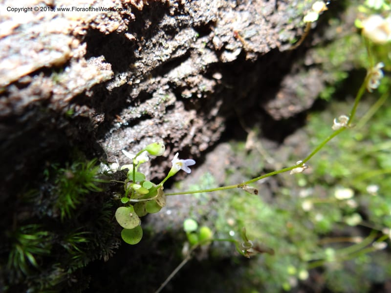 Utricularia, VC 5533--Thailand. Chiang Mai Prov. Doi Pha Hom Pok Nat. Park. 10 Nov 2012. DSC08349 (127).JPG