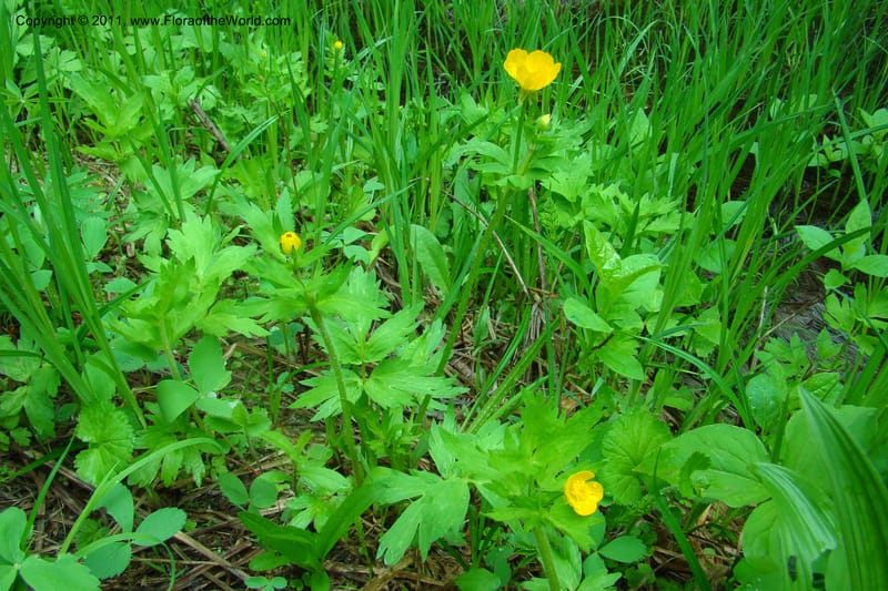 Ranunculus, C. Davidson 11402--Idaho. Adams Co. Smokey Boulder Rd. 6 June 2009. 001.jpg