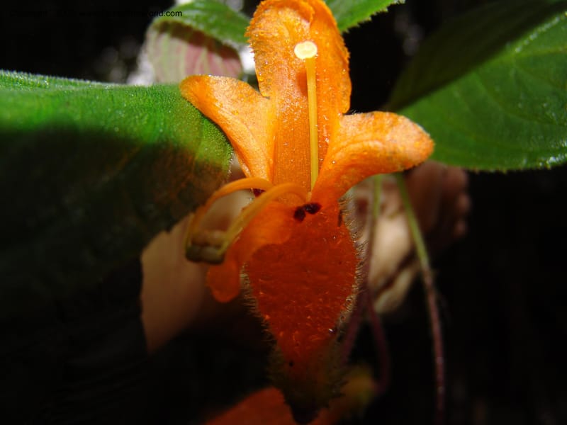 Columnea, Croat94580--Ecuador. Prov. Pichincha. Reserva Bellavista. 14 Feb 05.  149.jpg