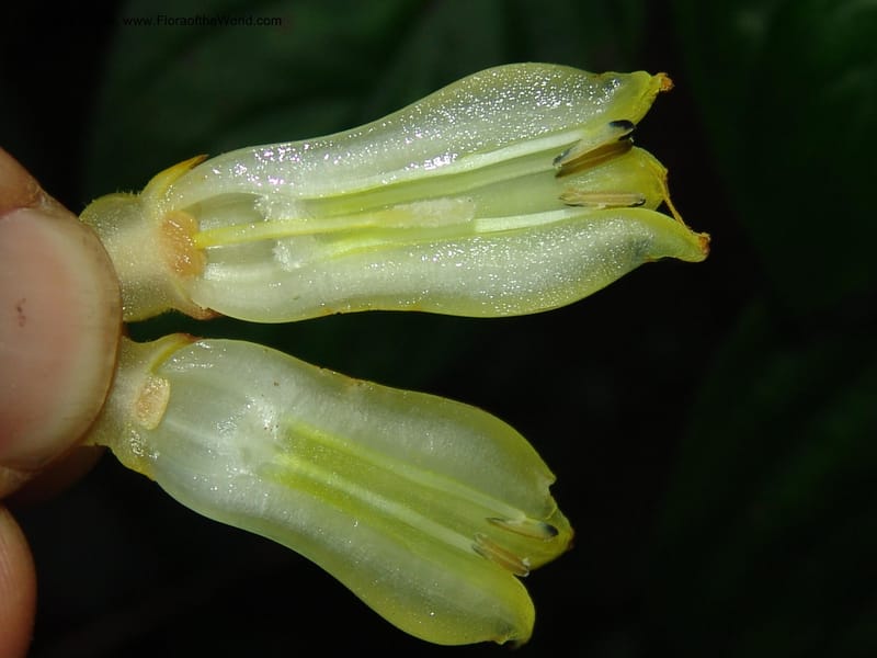 Palicourea clerodendroides, Croat98781--Ecuador. Z.C. Margin of Rio Nangaritza. 17 Sep 07. 300.jpg