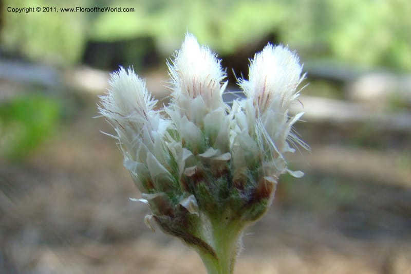 Antennaria rosea, C. Davidson 11398--Idaho. Idaho Co. Salmon River. Shepp Ranch. 28 May 2009. 052.jpg