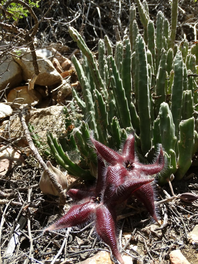 Stapelia hirsuta, Davidson, C 12254--South Africa. Western Cape. Swartberg Pass Rd. 19 Jan 2014. DSC00537 (19).JPG