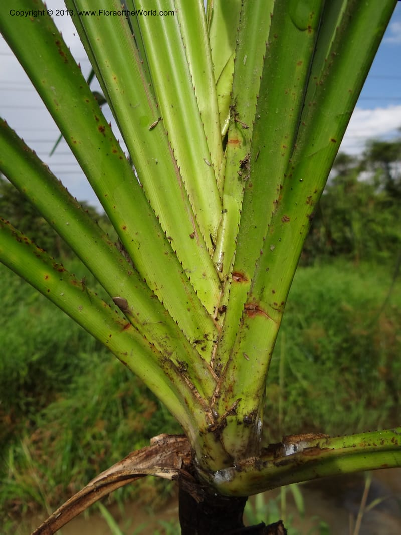 Pandanus helicopus, Callmander 1023--Sabah. Klias Forest Reserve. 3 Apr 2012. DSC06489 (217).JPG