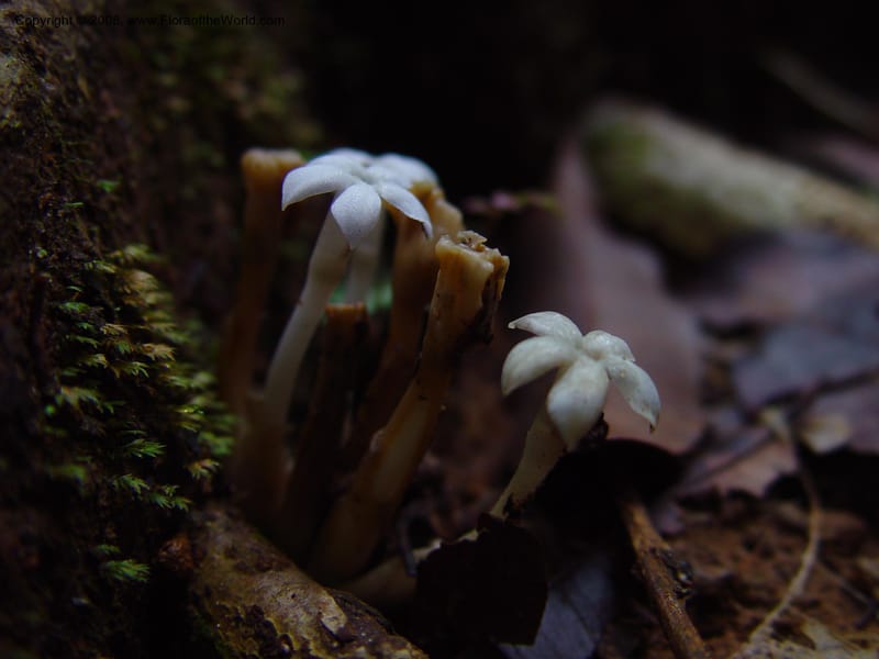 Voyria, ETepe614--Fr. Guiana. Matoury Mts, near Cayenne. 21 Mch 02. 001.jpg