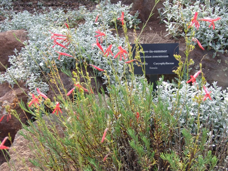 Penstemon pinifolius--AZ.  Arboretum at Flagstaff. 3 Sep 04.  169.jpg