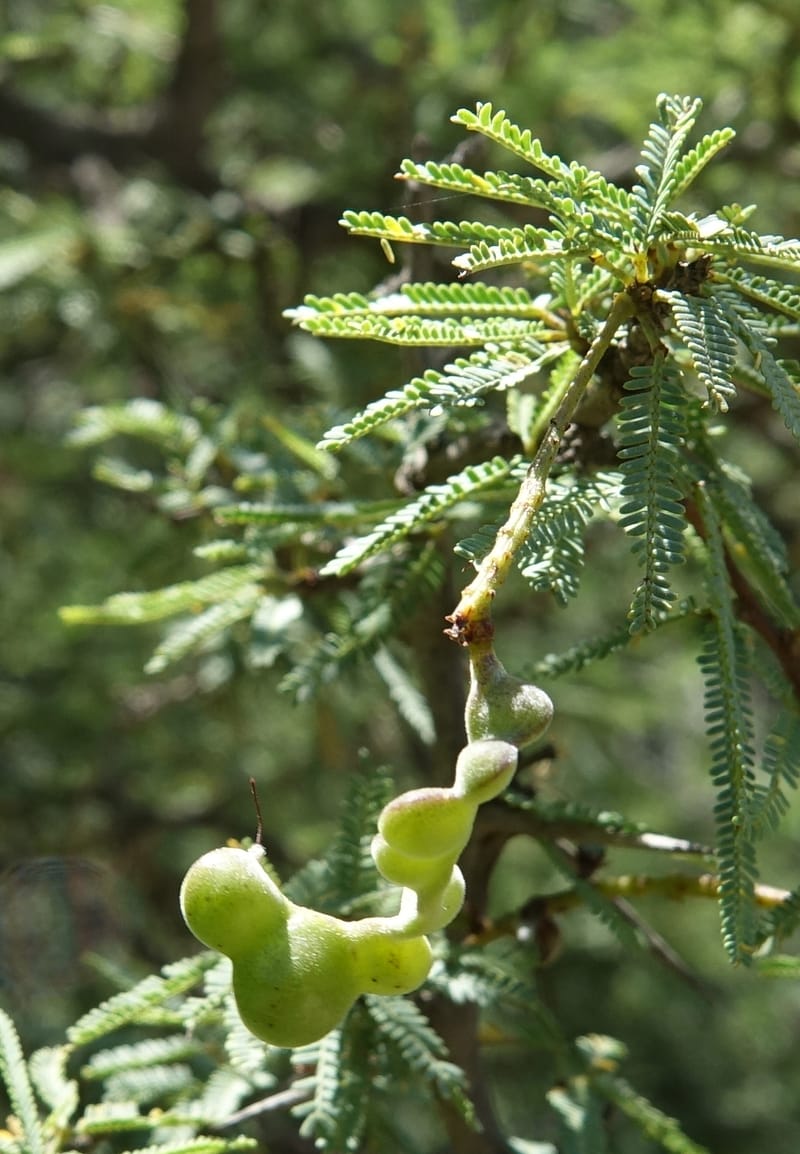 Prosopis torquata, Fortunato 13176--Argentina. Las Bretes. Stop 2. 8 Feb 2018. DSC09642 (2).JPG