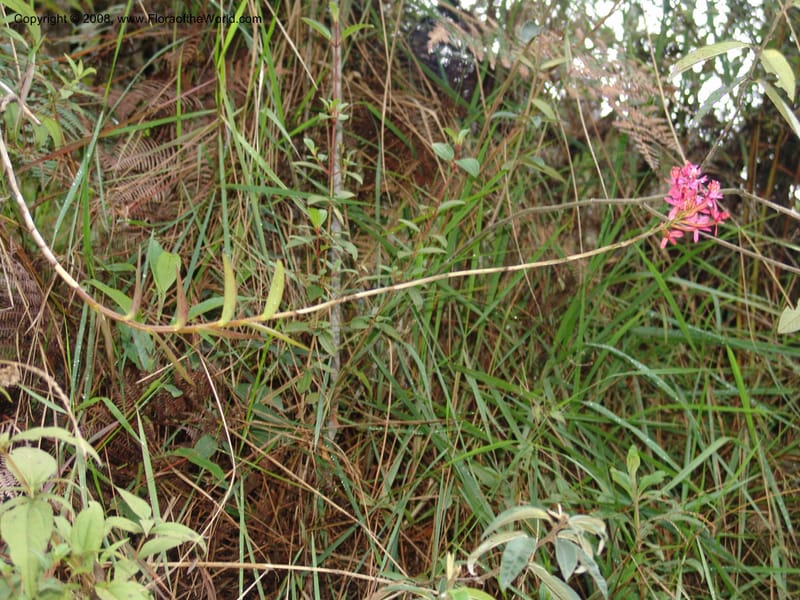 Epidendrum secundum--Peru. Macchu Pichu. 23 Oct 07. 255.jpg