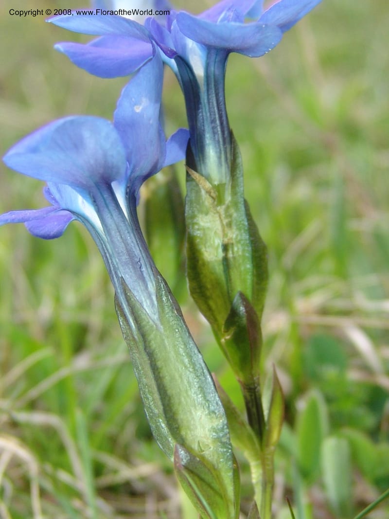 Gentiana angulosa--Georgia. Kazbeki . Trail-road to Sameba Church. 2 Jun 05. 541.jpg