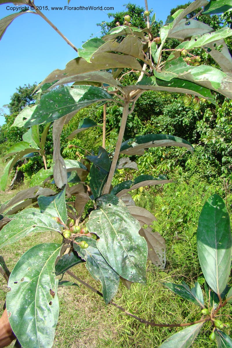 Endlicheria ruforamula, Vasquez, Ro 34713--Peru. Loreto. Dist. Nauta. Miraflores, Rio Tigre. 9 Nov 08. 195 (17).jpg