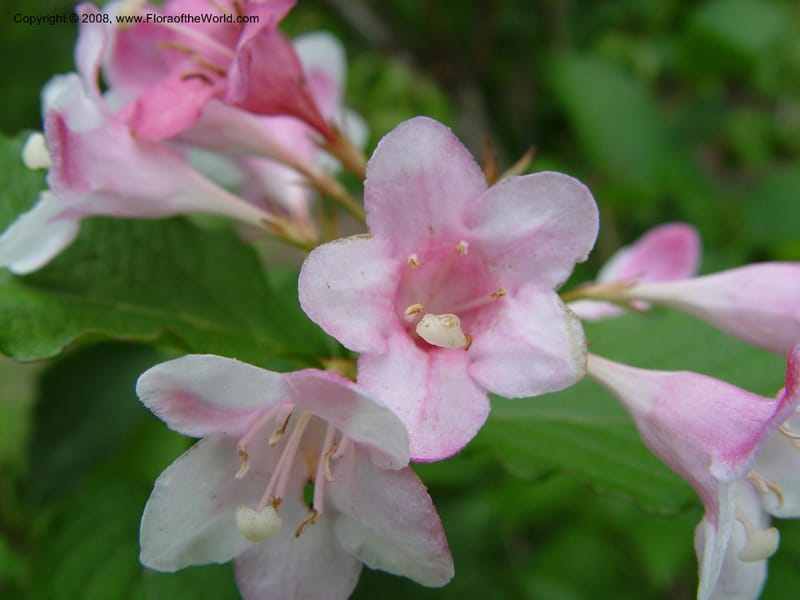 Weigela florida--MA. Arnold Arb. 30 Jun 03. 084.jpg