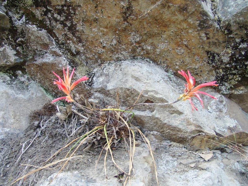 Pitcairnea pungens, Croat93263--Ecuador. Prov. Pichincha. Old hwy Quito to Sto. Domingo. 12 Aug 04. 080.jpg