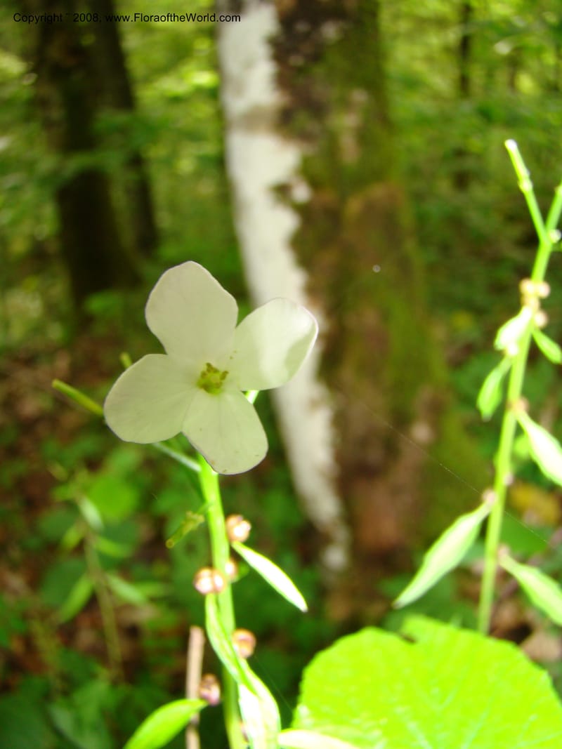 Slovenia. Kamniska Bistrica. 19 May 08. 108.jpg