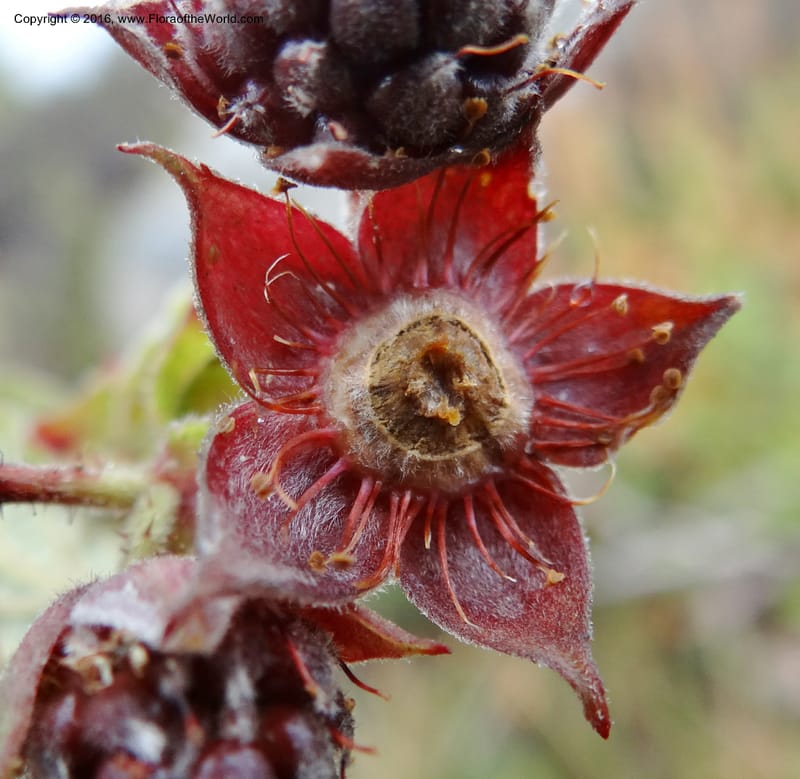 Rubus, Ulloa, C 2384--Ecuador. Azuay. Matanga. 2 Oct 2012. DSC06351 (329).JPG