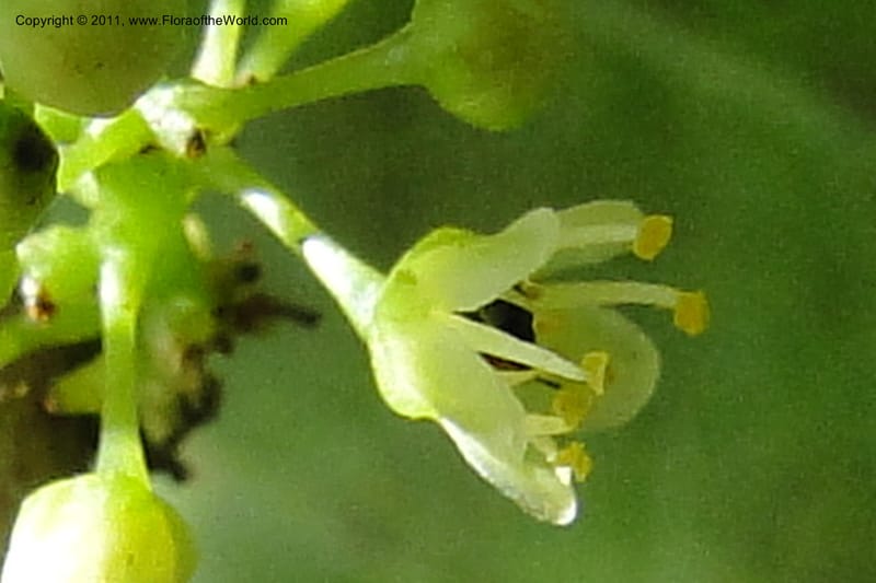 Schinus longifolia, W. D. Stevens 31284--Paraguay. Edo. Concepcion. Garay Cue. 21 Mar 2011. 174 (21).jpg