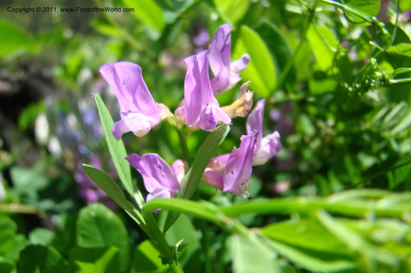 Vicia americana, C. Davidson 11391--Idaho. Idaho Co. Salmon River. Shepp Ranch. 28 May 2009. 164.jpg
