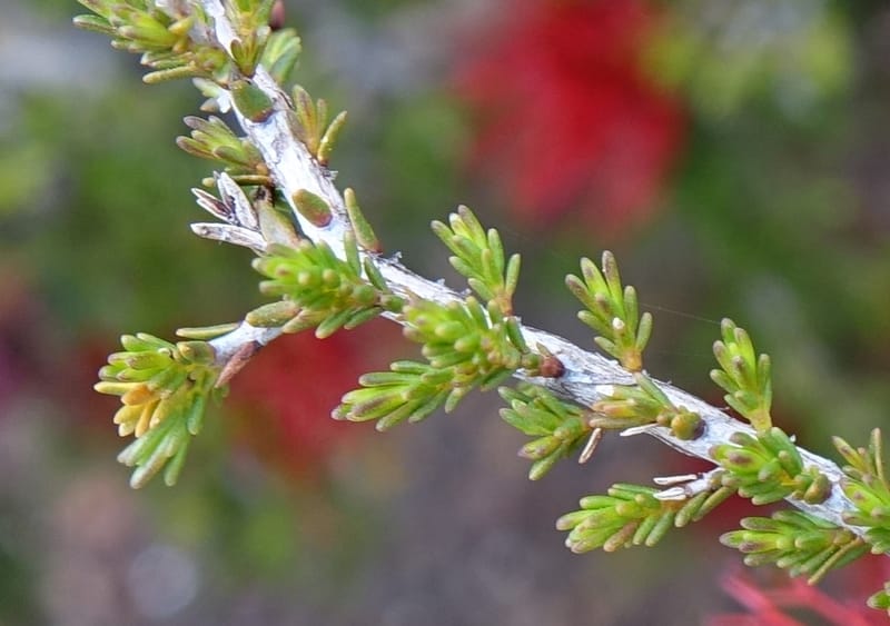 Beaufortia cyrtodonta, Davidson, C 13522--Australia. W.A. Red Gum Pass Rd., odom 31. 30 Oct 2016. DSC07055 (17).JPG