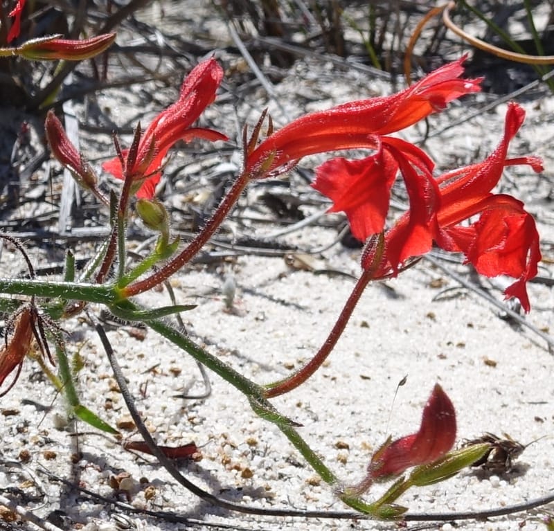 Leschenaultia, Davidson, C 13425--Australia. W.A. Green Head-Coorow Rd. Stop 2. 24 Oct 2016. DSC04873 (21).JPG