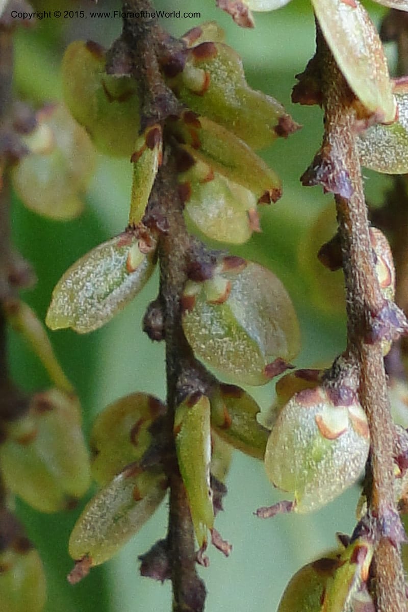 Rhoiptelea chiliantha, Regalado 1809--Viet Nam. Trail to Siu Chai Commune. 5 May 2011. 306 (20).jpg