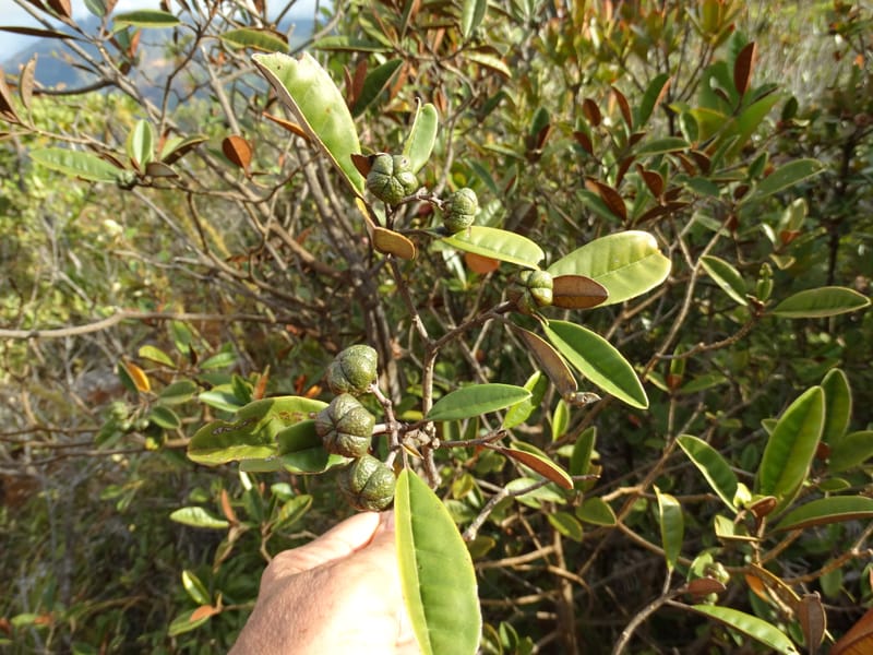 Myrtopsis, Lowry, P 7378--New Caledonia. Mont Dzumac. 12 Nov 2015. DSC01563 (626).JPG