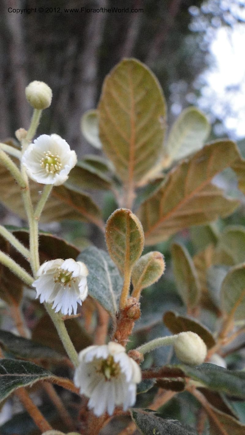 Elaeocarpus rufovestitus, N. Manjato 186--Madagascar. E of Ambositra toward Antoetra. 2 May 2010 371 (6).jpg