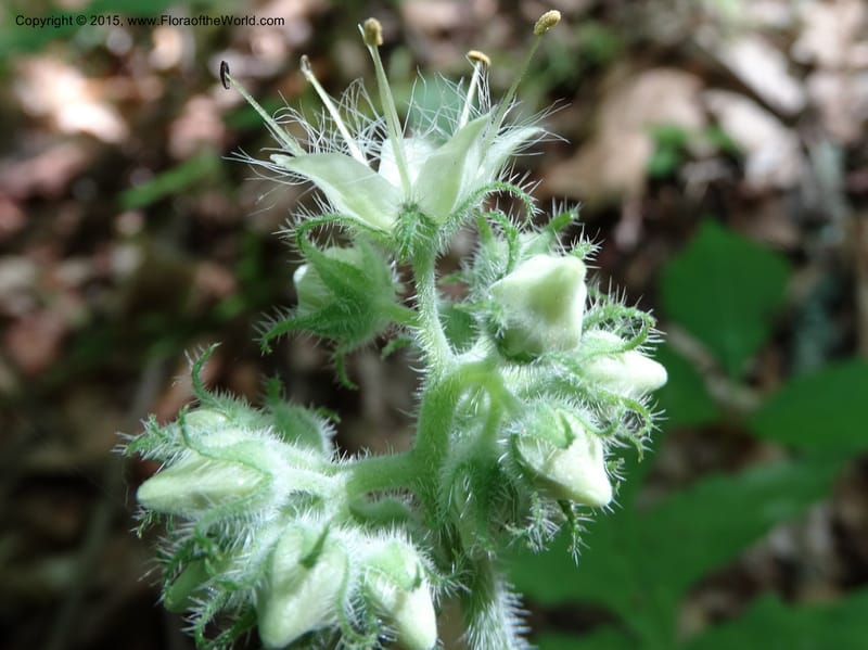 Hydrophyllum macrophyllum, Davidson, C 13025--North Carolina. Haywood Co. Pigeon R. 16 May 2015. DSC05923 (80).JPG