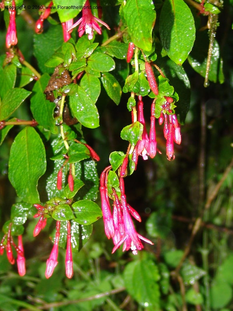 Fuchsia--Ecuador. Prov. Pichincha. La Union-Chiriboga-Quito. 22 Mar 06. 252.jpg