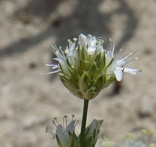 Eremogone congesta, C. Davidson 13712--ID. Boise Co. Scott Mtn. L.O. rd. 15 July 2017. DSC03279 (114).JPG