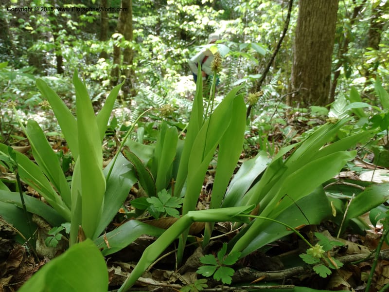Cymophyllus fraserianus, Davidson, C 12984--North Carolina. Clay Co. Perry Gap Rd, Barnard's Cr. 13 May 2015. DSC04860 (316).JPG