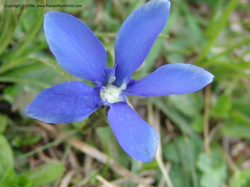 Gentiana angulosa--Georgia. Kazbeki . Trail-road to Sameba Church. 2 Jun 05. 484.jpg
