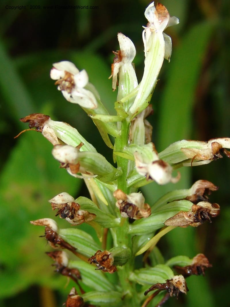 Habenaria cf, Croat94936--Ecuador. Prov. Carchi. El Chical-Tulcan. 19 Feb 05. 041.jpg