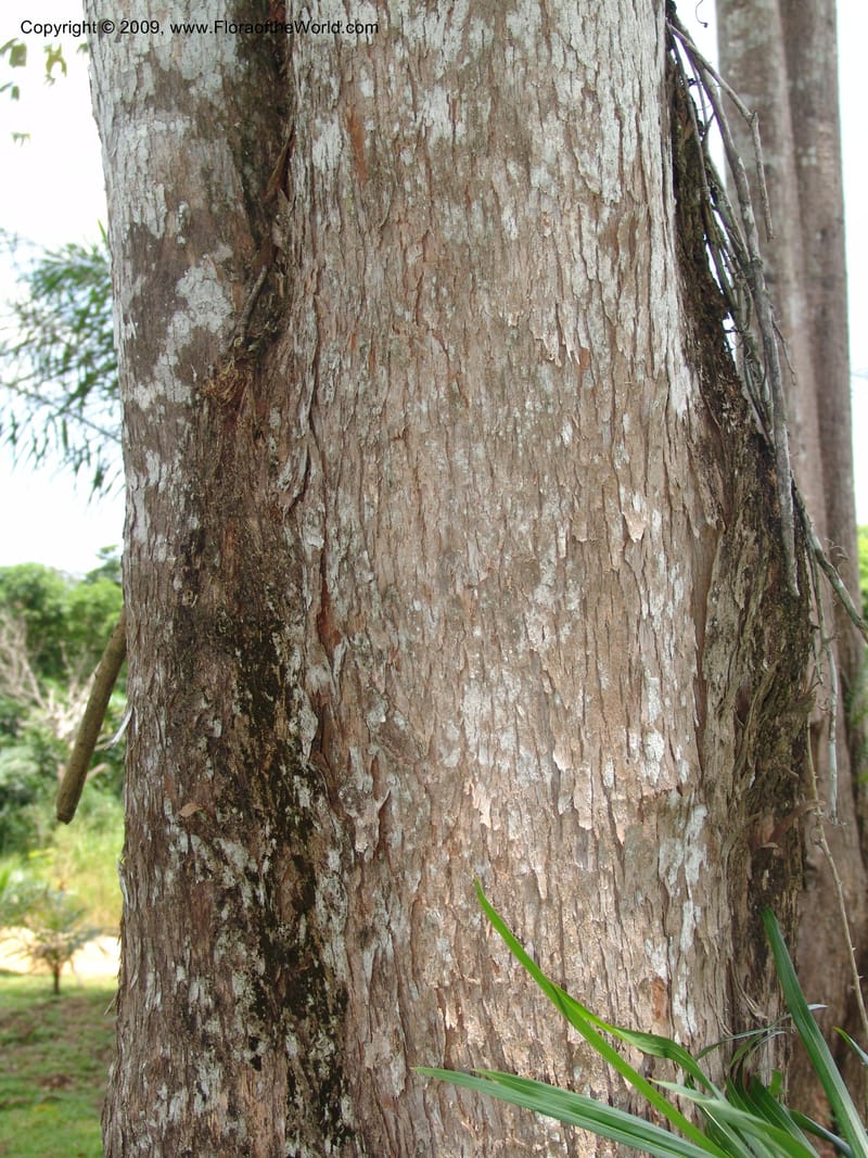 Bertiera racemosa v. elephantina, G. Walters1691--Gabon. Prov. Estuaire. Bambuchine, E of Libreville. 17 Apr 06. 159.jpg