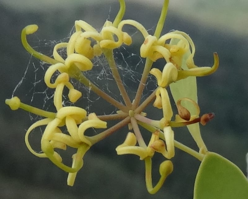 Stenocarpus umbellifer, Callmander, M 1251--New Caledonia. Col d'Arama. 16 Nov 2015. DSC02942 (29).JPG