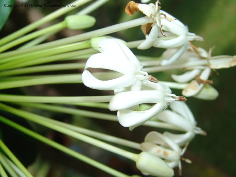Posoqueria latifolia--So. Africa. Durban Bot. Garden. 14 Mch 05. 202.jpg