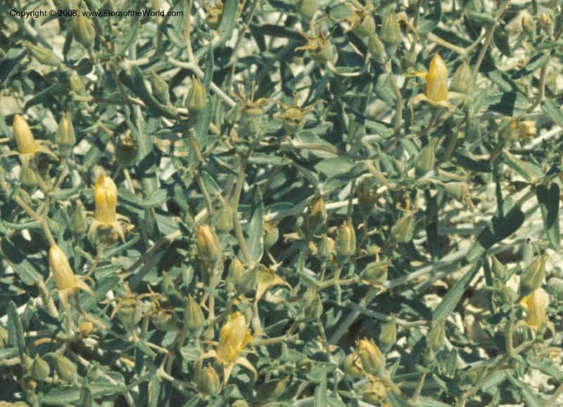 Mentzelia leucophylla, CDavidson5741--CA. S. Bernardino Co. Clark Mtn., Keany Pass. 28 May 77. 002B.jpg