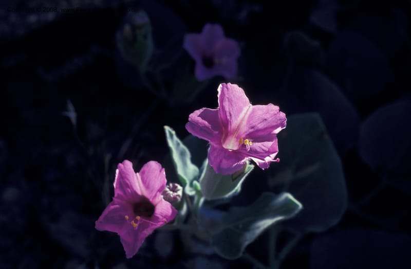 Mirabilis multiflora v pubescens, CDavidson8001--CA. Inyo Co. Panamint Mts., Johnson Can. 17 May 79. 005.jpg