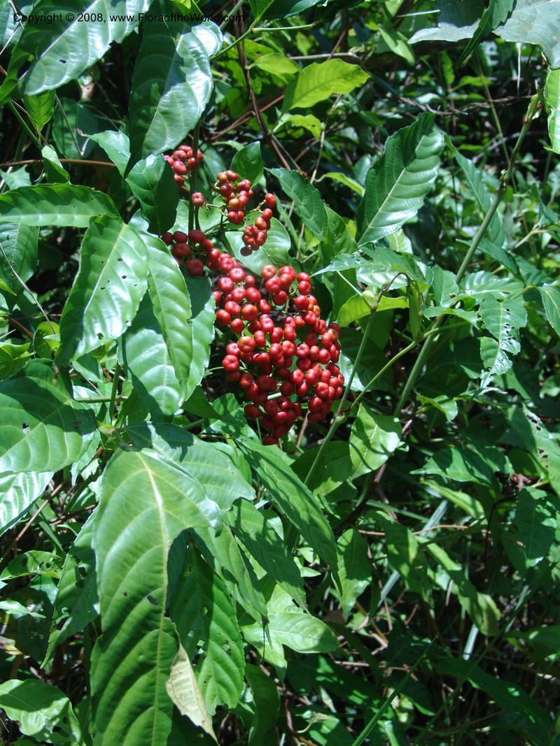 Leea guineensis, MLeal1136--Gabon. Prov. Ogooue-Iv. Res. Lope. Sommet Main. 19 Apr 06. 136.jpg