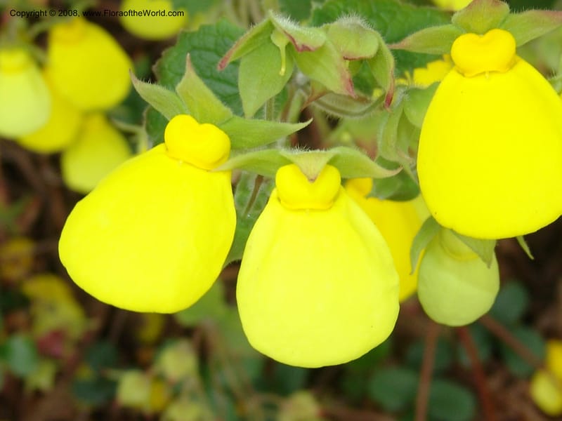 Calceolaria tomentosa, 36.1783--CA. UC Berkeley Bot. Garden.  30 Jun 06. 097.jpg