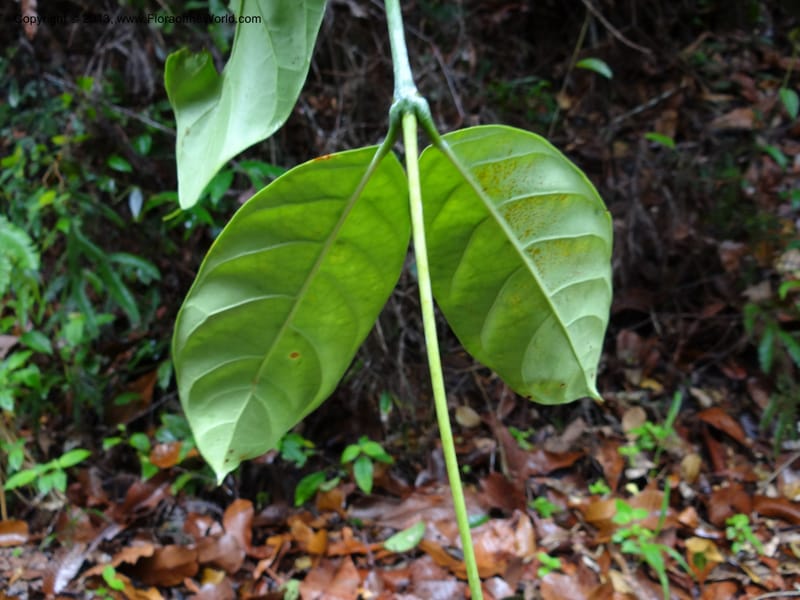 Fagraea, S.98879--Malaysia, Sarawak. Kubah Nat. Park. 28 Mar 2012. DSC05973 (226).JPG