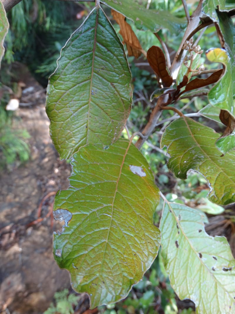 Argophyllum, Lowry, P 7423--New Caledonia. PinPin. 20 Nov 2015. DSC03938 (60).JPG