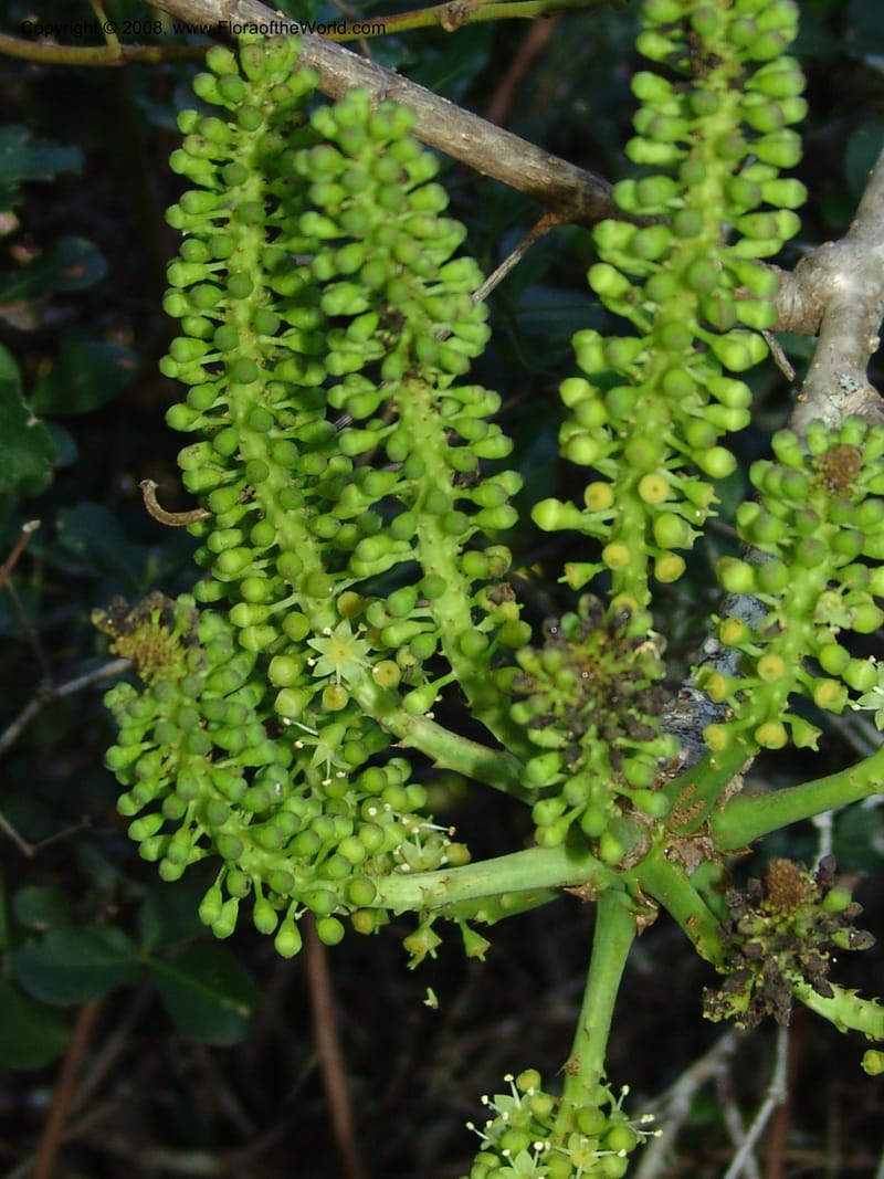 Cussonia thyrsiflora--So.Africa. E. Cape. Maitland Nat.Res. 5 Mch 05. 115.jpg