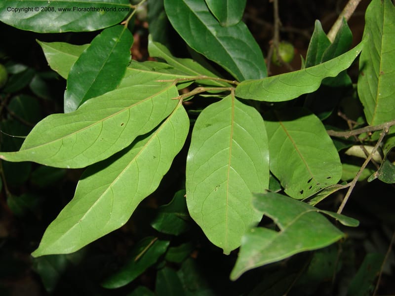 Diospyros, MLeal1141--Gabon. Prov. Ogooue-Iv. Res. Lope. Sommet Main. 19 Apr 06. 192.jpg
