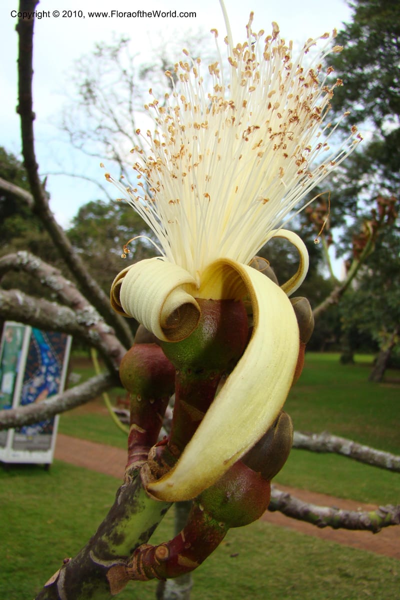 Pseudobombax ellipticum--South Africa. Durban Botanical Gardens. 29 Aug 09. 001 (43).jpg