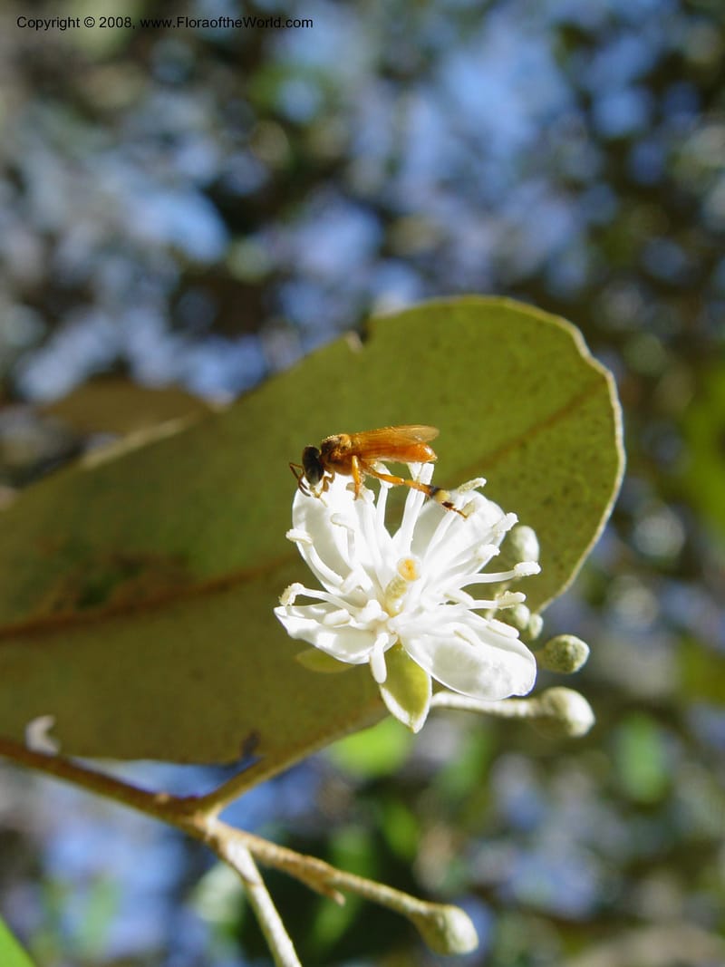 Capparis odoratissima--Costa Rica.  Palo Verde Biol. Sta. 30 Mch 04. 013.jpg