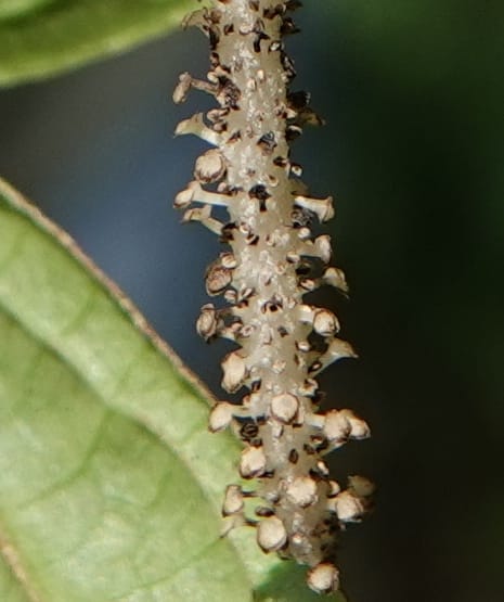 Piper bonii, D. Boufford 44107--China. Yunnan. Lao jun Shan. 30 Apr 2018. DSC00424 (375).JPG